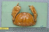 藏品(逍遙饅頭蟹)的圖片
